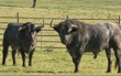 uploads/canales/vic16-toros.jpg