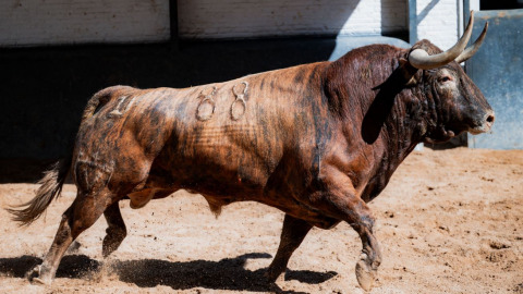 Vidéo du sorteo des Juan Pedro Domecq pour la corrida de la Presse