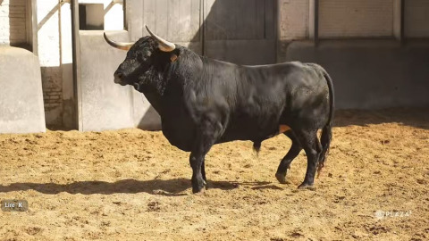 Les toros pour la finale de la Copa Chenel ce jeudi à Las Ventas. Vidéo