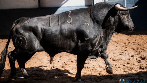 Vidéo de los novillos de Fuente Ymbro para este martes en Las Ventas