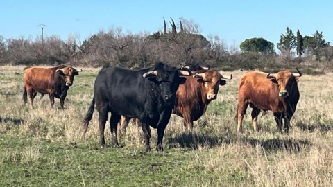 Les toros de Pagès-Mailhan à l'affiche de Saint Vincent de Tyrosse le 1er août
