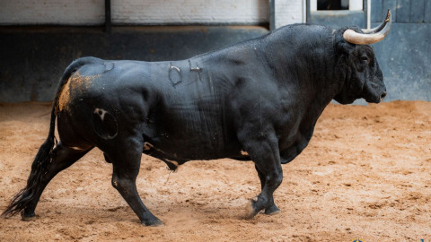 Madrid. Vidéo du sorteo des Victoriano del Río pour la corrida de Beneficencia