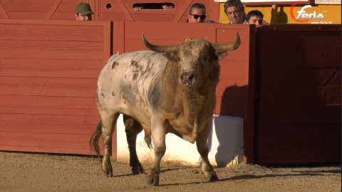 Tres Puyazos officalise les cartels de la Feria del Aficionado de San Agustín de G.