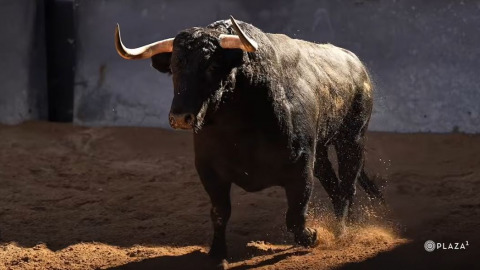 Vidéo des toros de Montalvo pour ce mercredi à Las Ventas