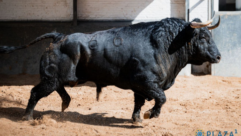 Sorteo des toros de Garcigrande pour ce vendredi à Las Ventas. Vidéo
