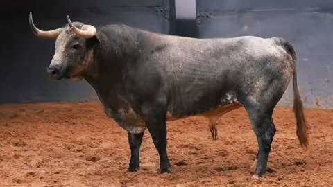 Sorteo des toros de La Quinta pour la seconde corrida de la San Isidro. Vidéo