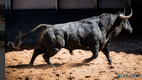 Vidéo du sorteo des toros de Victoriano del Río pour ce vendredi à Madrid