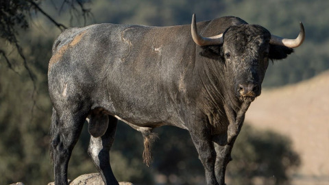 Aire sur l'Adour. Les Adolfo Martín pour la corrida des Fêtes