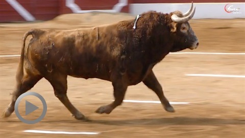 envic-de-toros-2018
