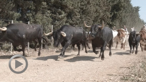 les-toros-de-valverde-pour-la-corrida-dorthez