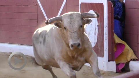 orthez-corrida-compliquee-de-prieto-de-la-cal