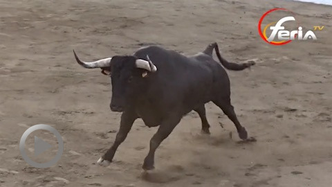 seria-corrida-de-palha-en-ceret