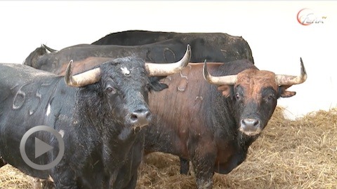 vic-fezensac-debarquement-des-toros-de-palha