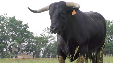 orthez-novillada-100--sud-ouest