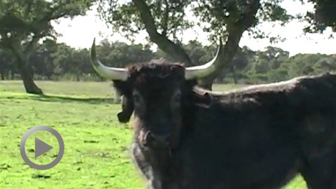 ceret-novillos-de-irmaos-dias