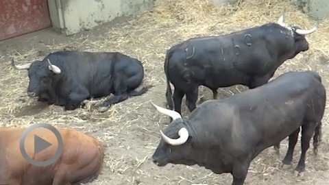 mont-de-marsan-toros-de-fuente-ymbro