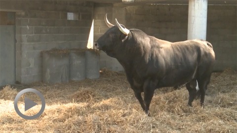 Orthez. Débarquement des toros de Hoyo de la Gitana