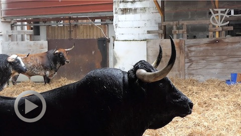 vic-2021-los-toros-de-la-corrida-concurso