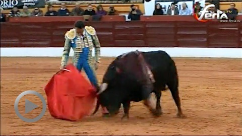 oreille-pour-enrique-ponce-a-olivenza