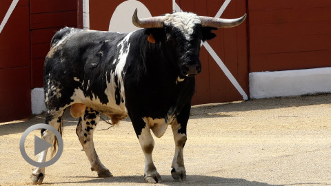 Orthez. Novillada complicada de Barcial