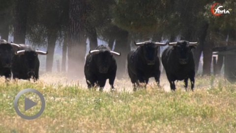 orthez-les-toros-du-defi-ganadero-dolores-aguirre---raso-de-portillo