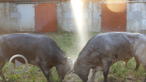 orthez-debarquement-des-novillos-de-turquay