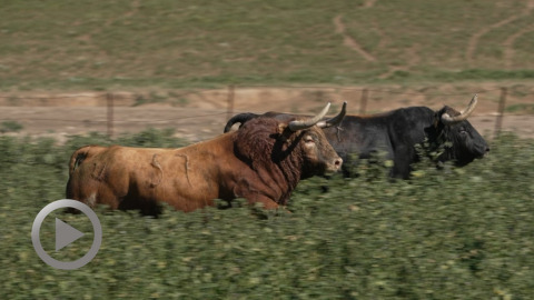 dax-les-toros-de-la-palmosilla