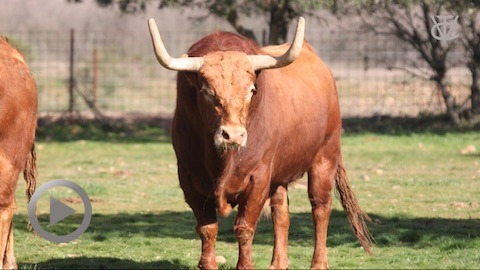 los-toros-de-pedraza-de-yeltes-para-vic-fezensac