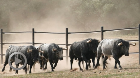 dax-les-toros-de-la-quinta