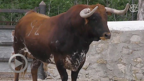 toros-de-cebada-gago-para-vic-fezensac