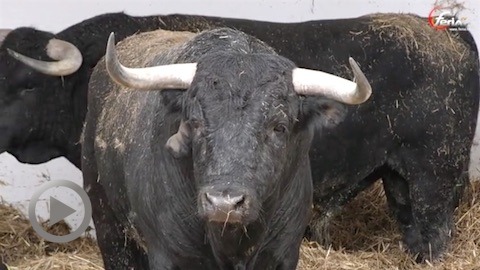 vic-fezensac-toros-de-raso-de-portillo