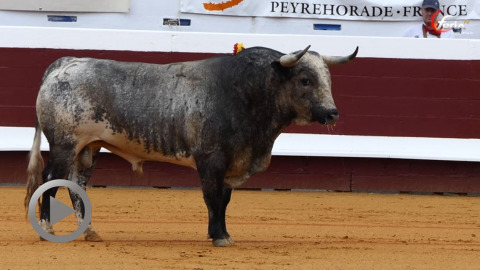 decepcionante-corrida-de-la-quinta-en-dax