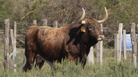 Toros y Salsa Dax. Les toros de Margé