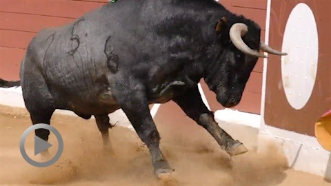 Orthez. Novillada de Pablo Mayoral