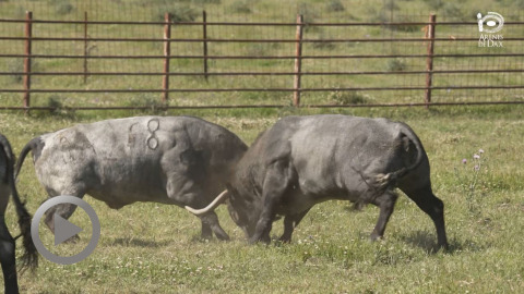 feria-de-dax-los-toros-de-victorino-martin