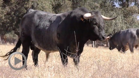 novillos-de-pablo-mayoral-pour-orthez