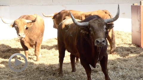 vic-fezensac-toros-de-pedraza-de-yeltes