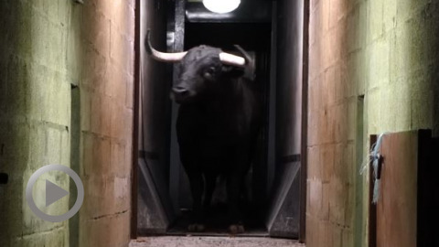 orthez-debarquement-des-impressionnants-novillos-daguadulce