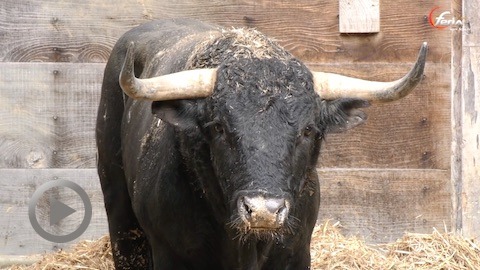 vic-les-toros-de-valdellan-du-defi-ganadero
