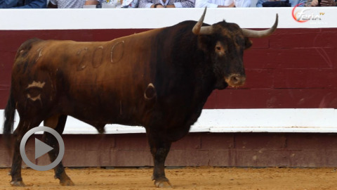 dax-importante-corrida-de-marge-oreja-para-el-rafi-y-fernandez