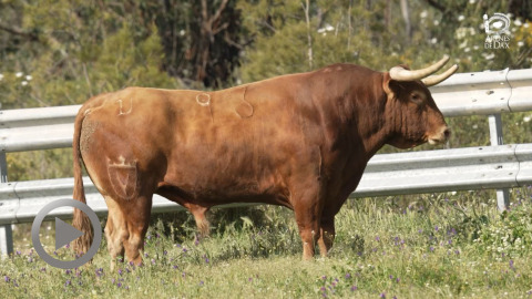 los-toros-de-juan-pedro-domecq-para-dax