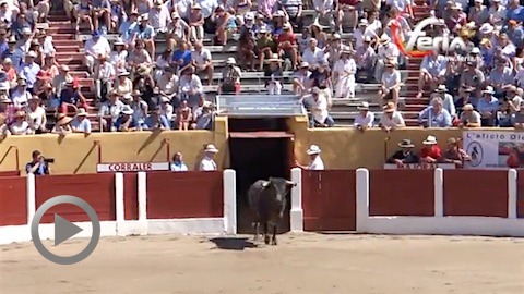 ceret-interesantes-novillos-de-vinas