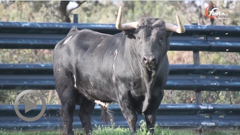 vic-corrida-de-alcurrucen