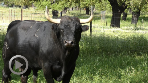 orthez-defi-ganadero-dolores-aguirre---veiga-teixeira