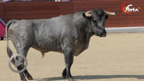 orthez-les-novillos-de-turquay-gardent-leurs-oreilles