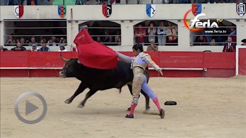 ales-oreille-de-marc-serrano-sur-un-toro-de-san-sebastian-de-vuelta