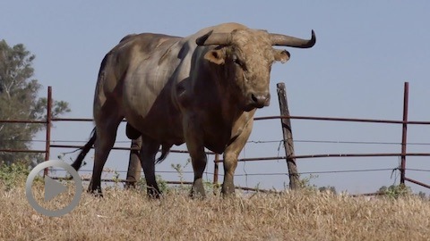 les-toros-de-prieto-de-la-cal-pour-orthez