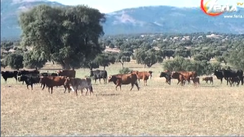 Campo-CondeMayalde.jpg