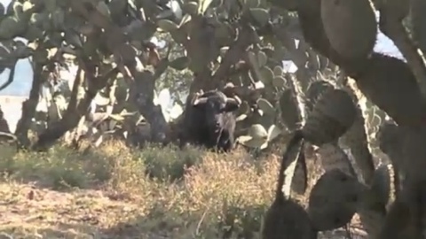 una-vuelta-par-le-campo-mexicain