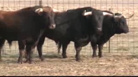 dax-les-conde-de-mayalde-au-campo